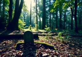 Naturbestattung: Waldbestattung & Friedwald Kosten & Verfahren