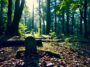 Naturbestattung: Waldbestattung & Friedwald Kosten & Verfahren